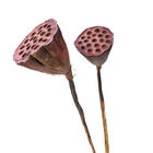 Ozdobny 50 cm Seedpod Suszony Kwiat Lotosu