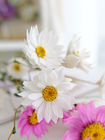 biały różowy średnica 2,5cm 80cm helipterum Suszone Bukiety Kwiatów